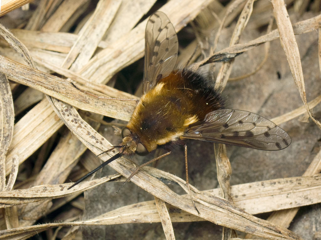 Bombylius discolor Mikan, 1796